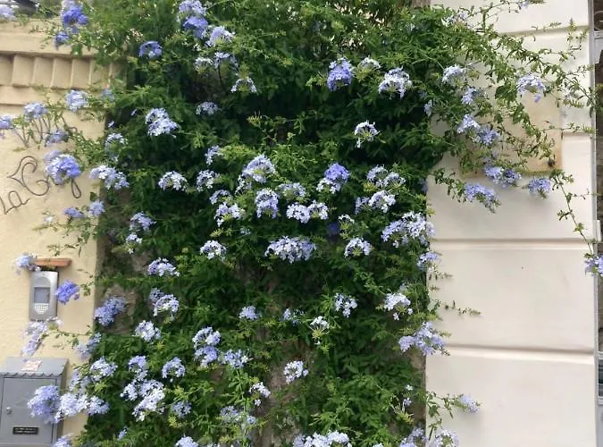 La Cigale Avec Grande Terrasse 아파트