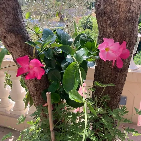 דירה La Cigale Avec Grande Terrasse מנטון